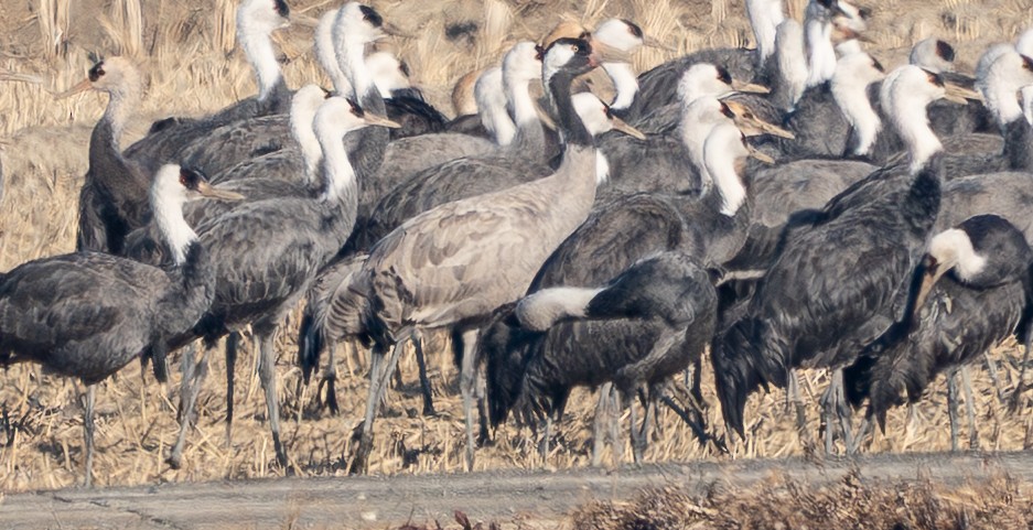 Common Crane - ML649257119