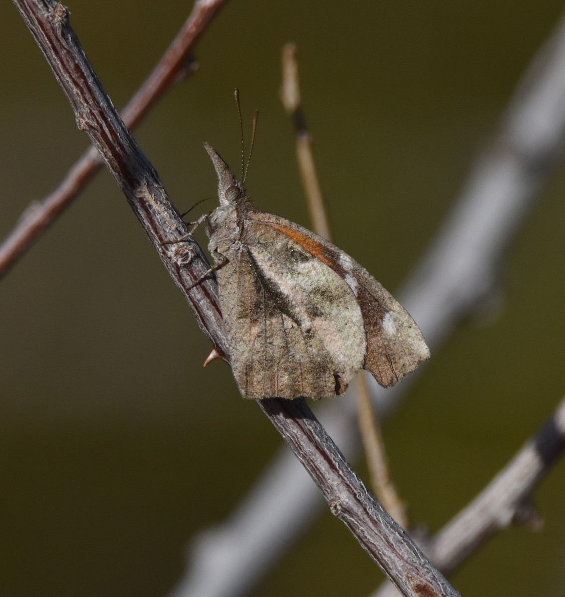 American Snout - ML649257120