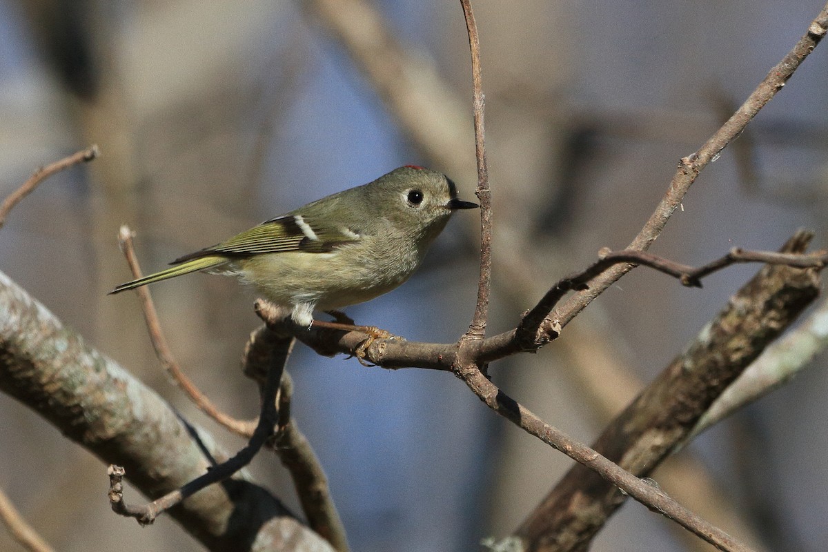 Ruby-crowned Kinglet - ML649257130