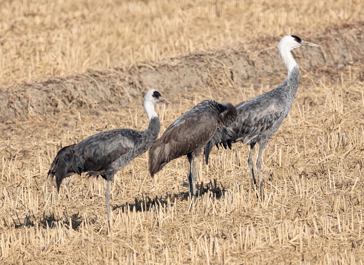 Hooded Crane - ML649257138