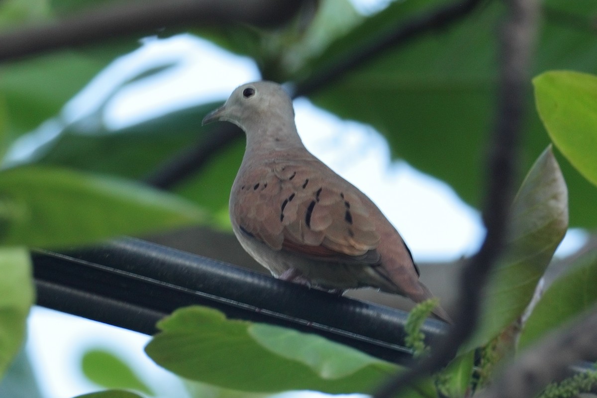 Коричневая земляная горлица - ML649257196