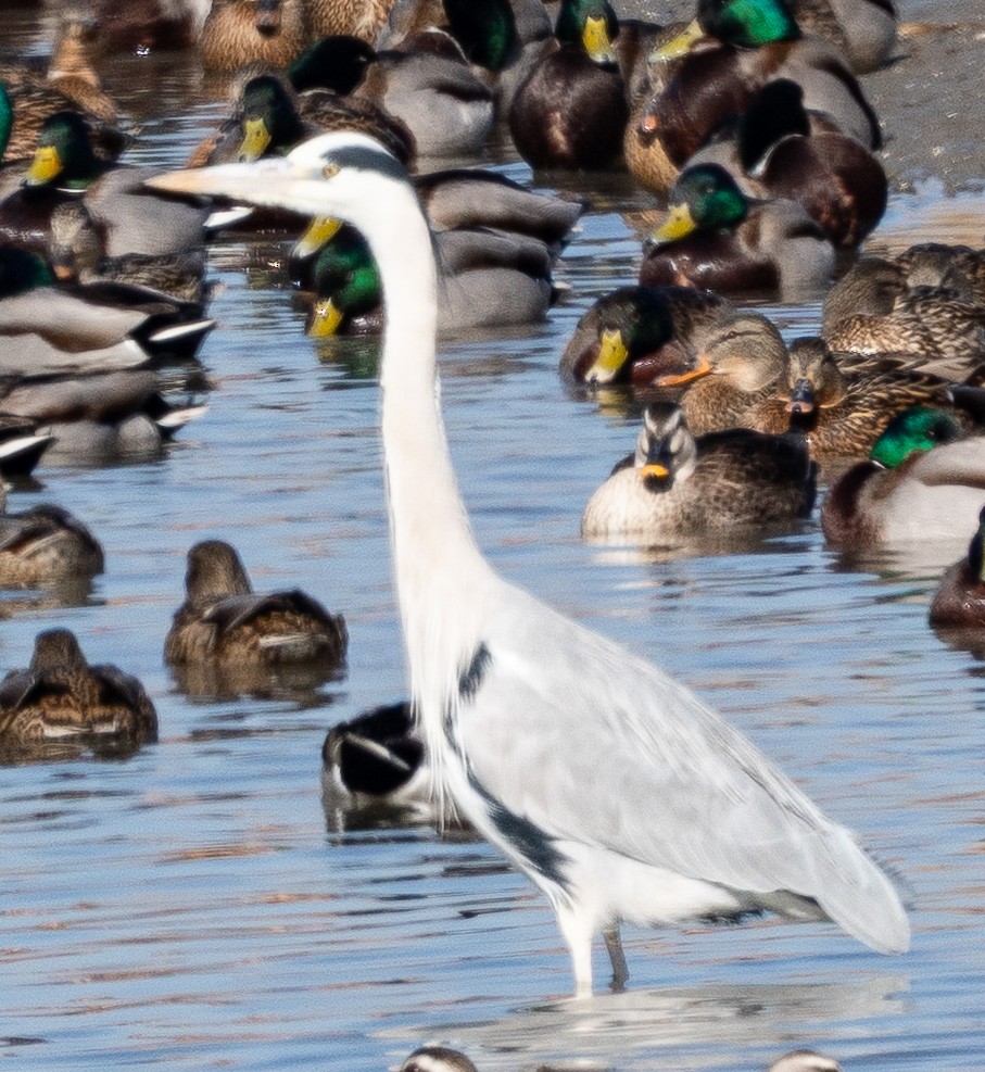 Gray Heron - ML649257206