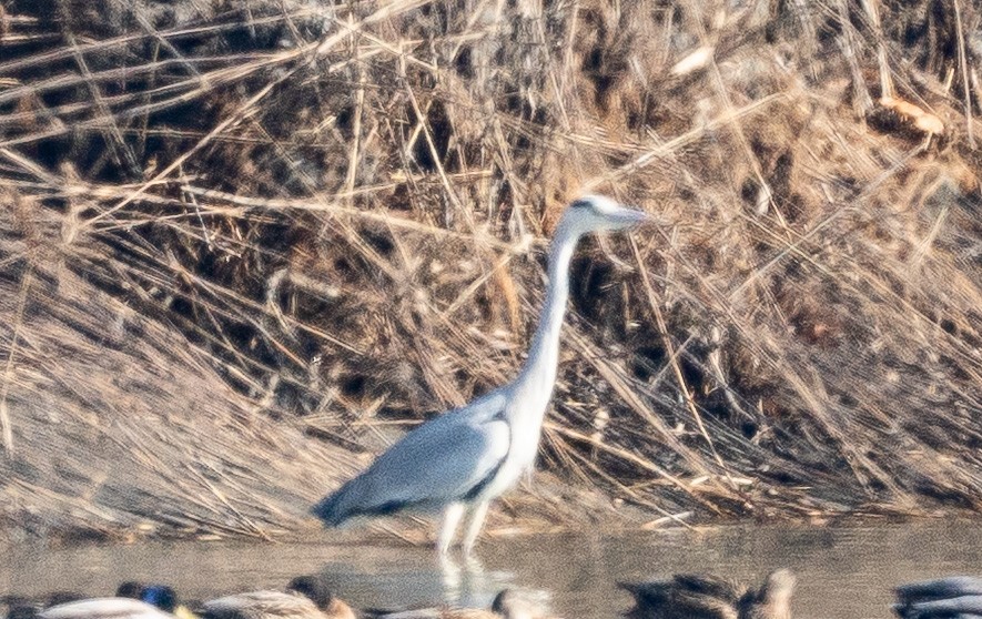 Gray Heron - ML649257207
