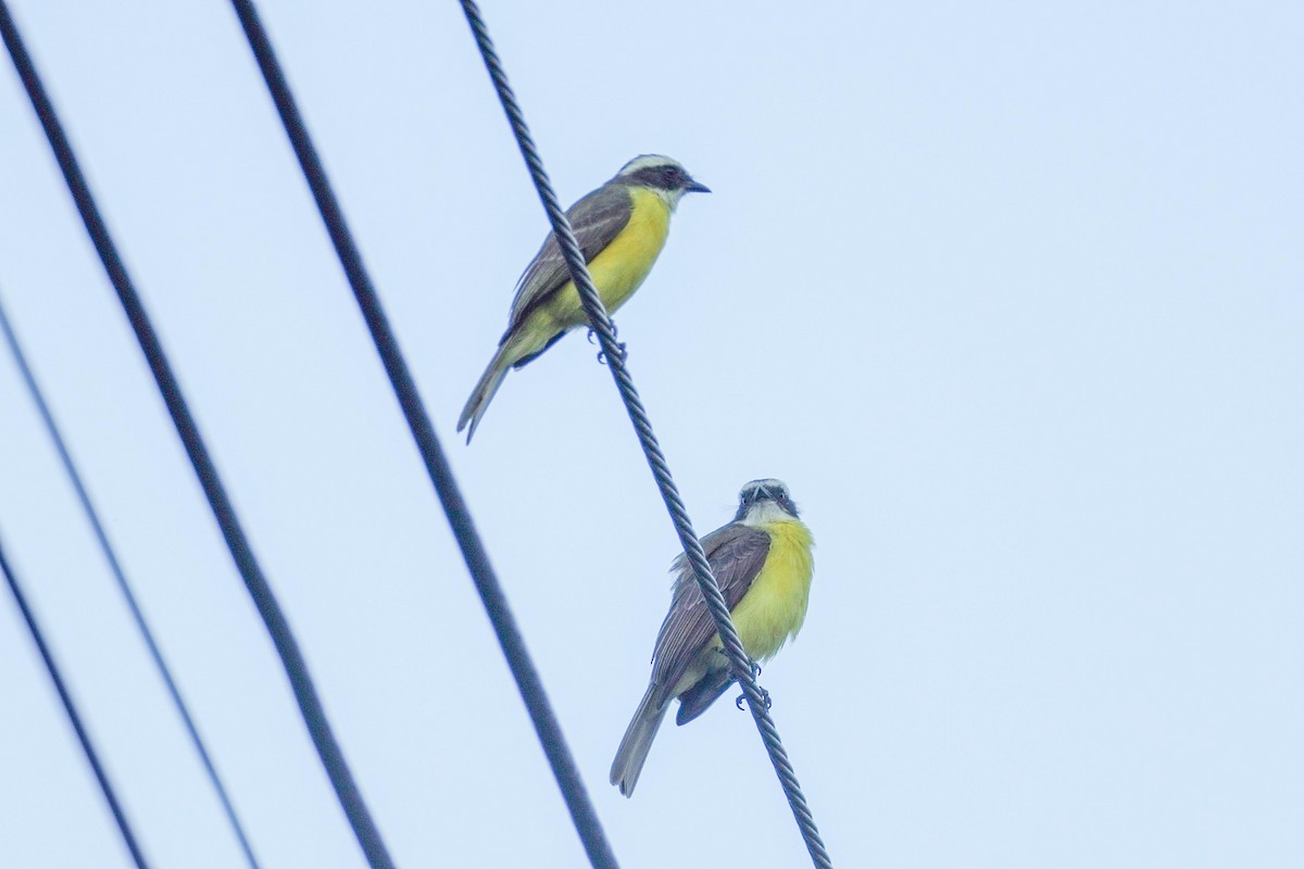 Красношапочный бентеви - ML649257247