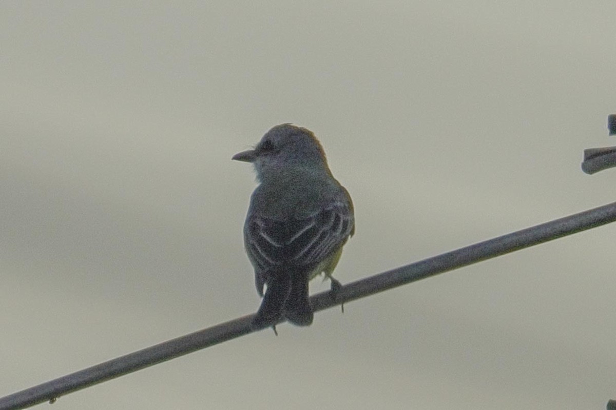 Королевский тиранн - ML649257248