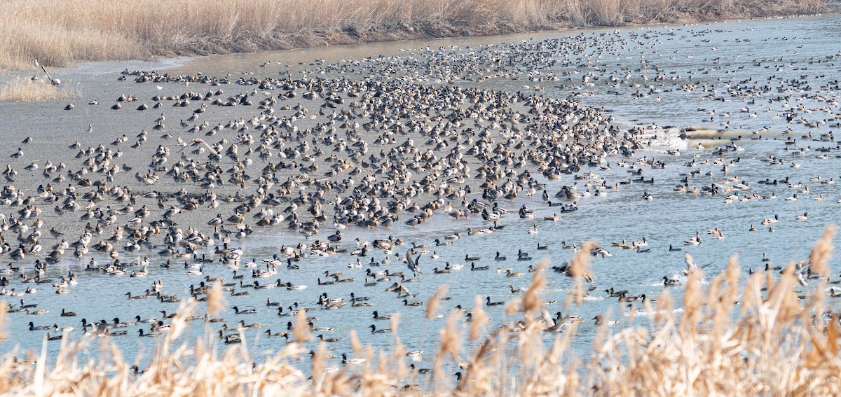 Mallard - ML649257265