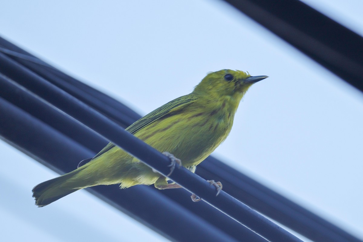 Northern Yellow Warbler - ML649257274