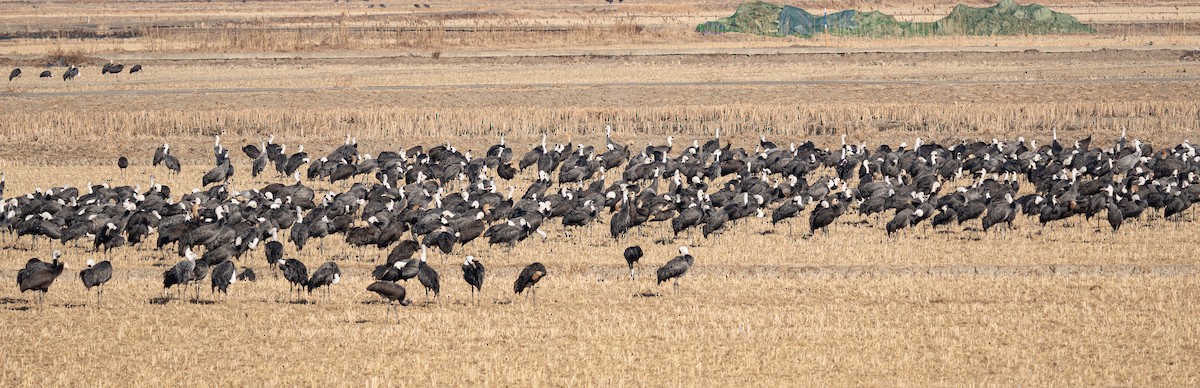 Hooded Crane - ML649257310