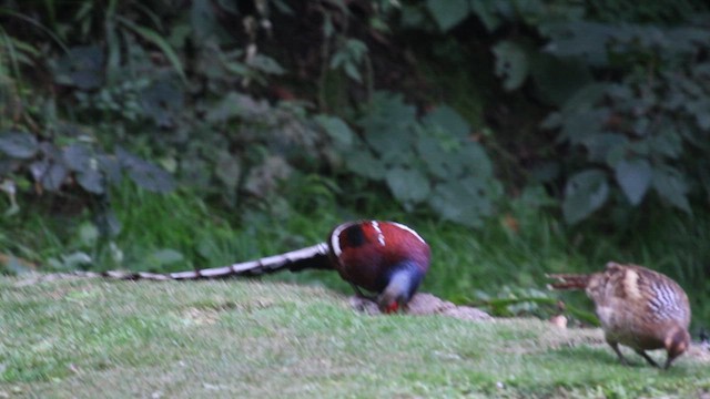 Mrs. Hume's Pheasant - ML649257416