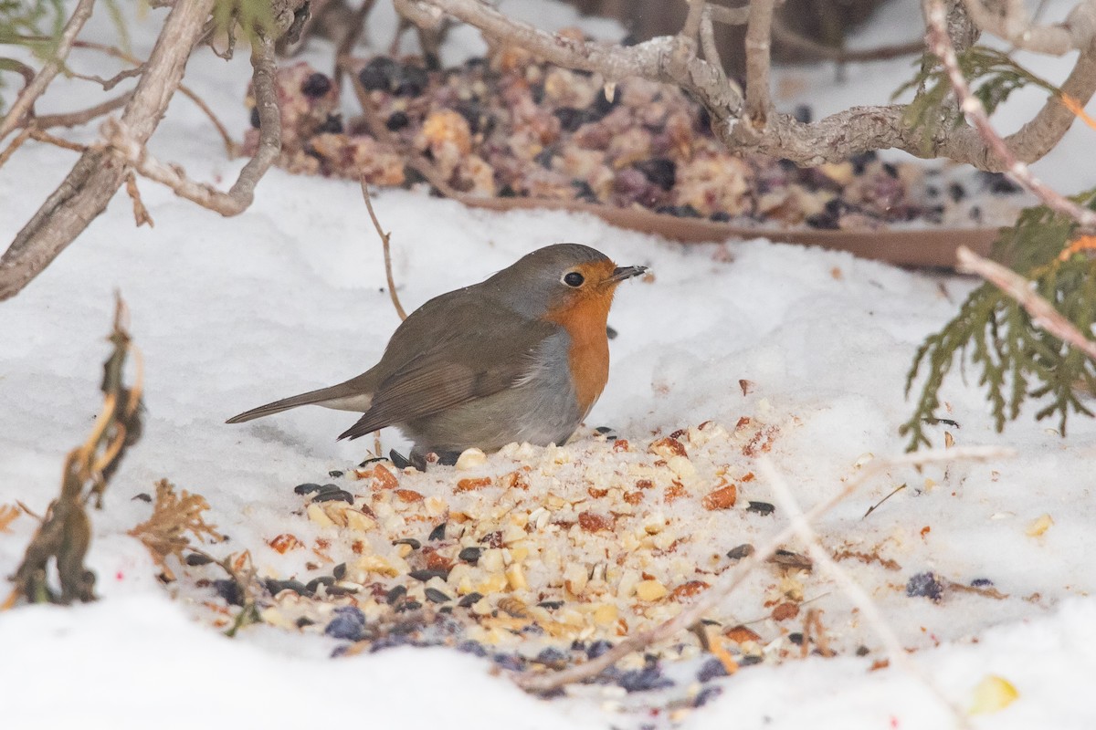 Txantxangorria - ML649257457