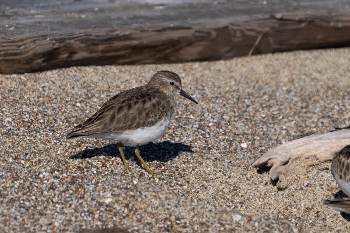 Least Sandpiper - Marcel Holyoak