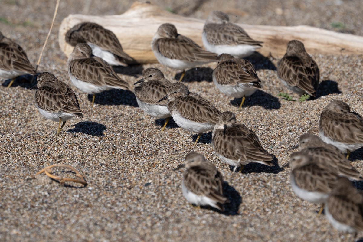 Побережник-крихітка - ML649257932