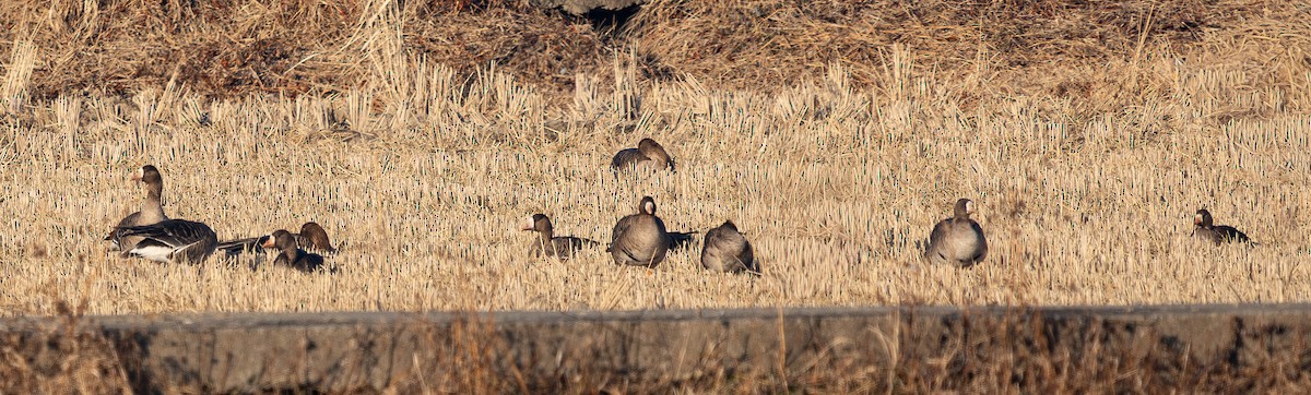 Greater White-fronted Goose - ML649257935