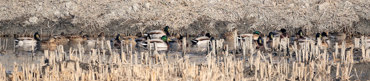 Mallard - ML649257969