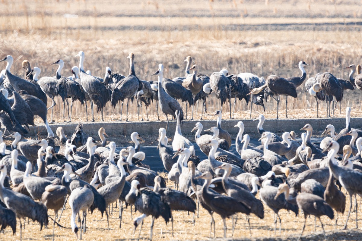 Hooded Crane - ML649258017