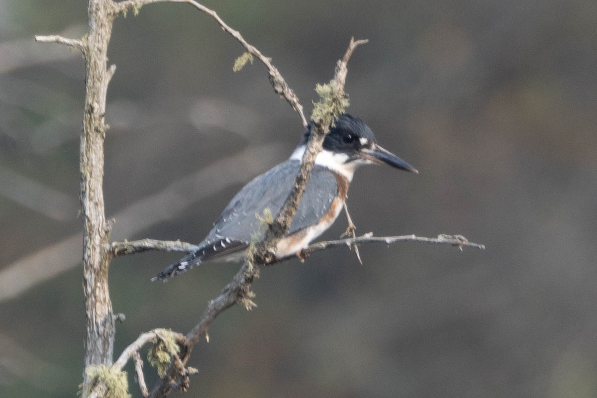 rybařík pruhoprsý - ML649258255