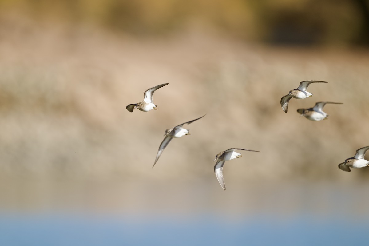 Побережник-крихітка - ML649258289