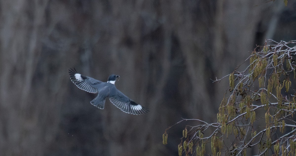 rybařík pruhoprsý - ML649258292