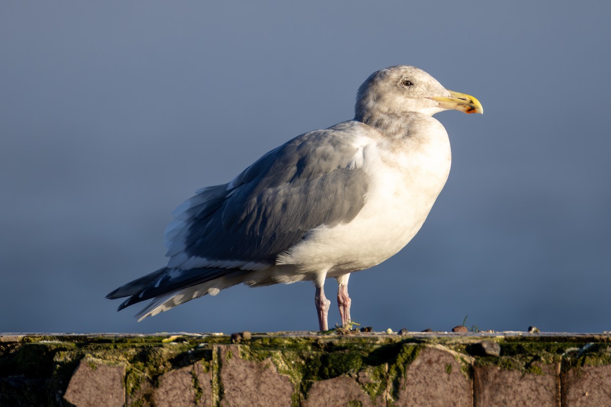 gull sp. - ML649258312