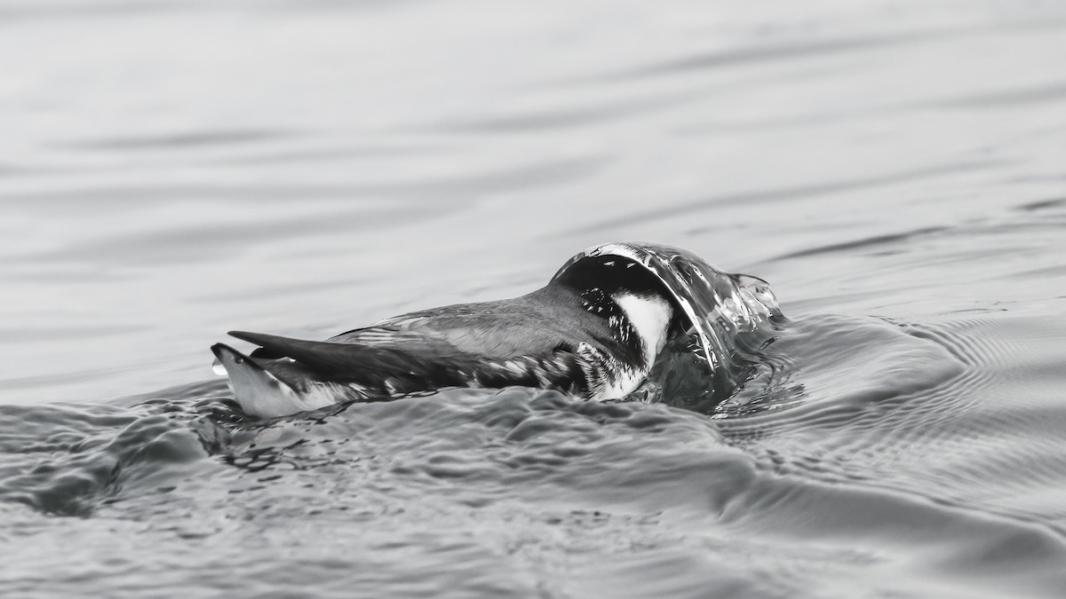 אלקית בהירת-מקור - ML649258511