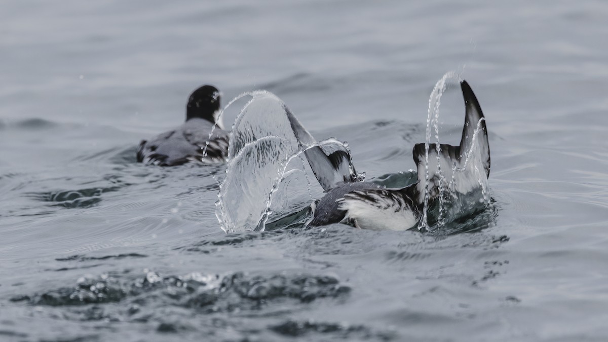 אלקית בהירת-מקור - ML649258512