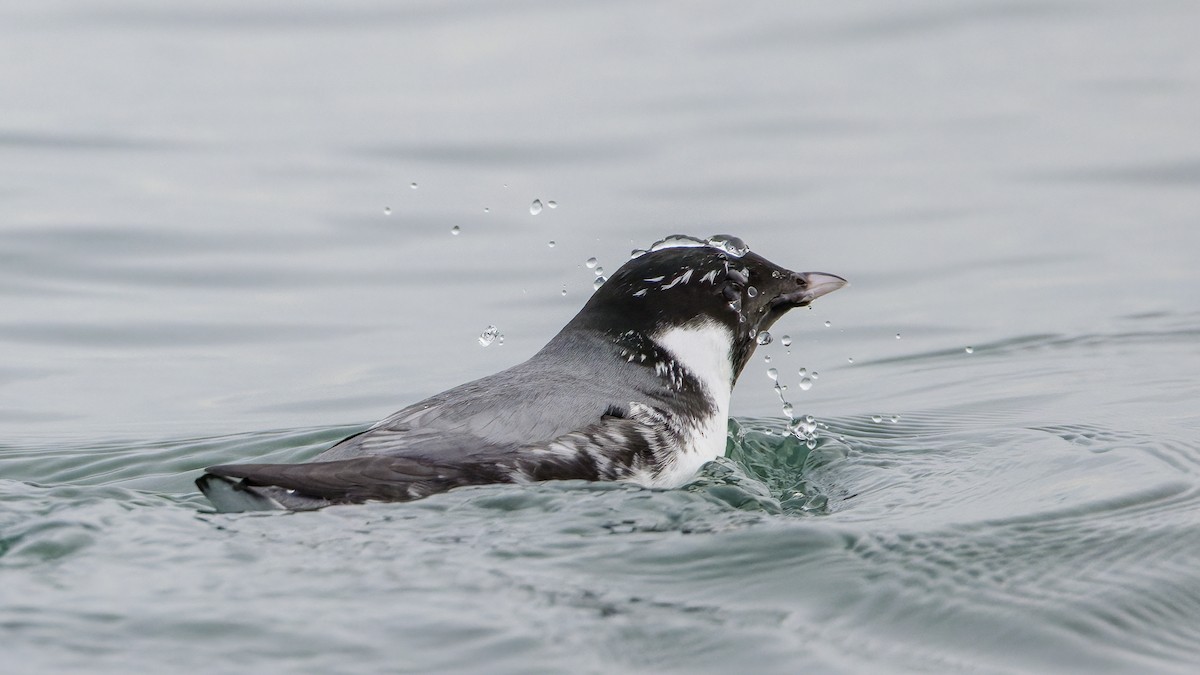 אלקית בהירת-מקור - ML649258513