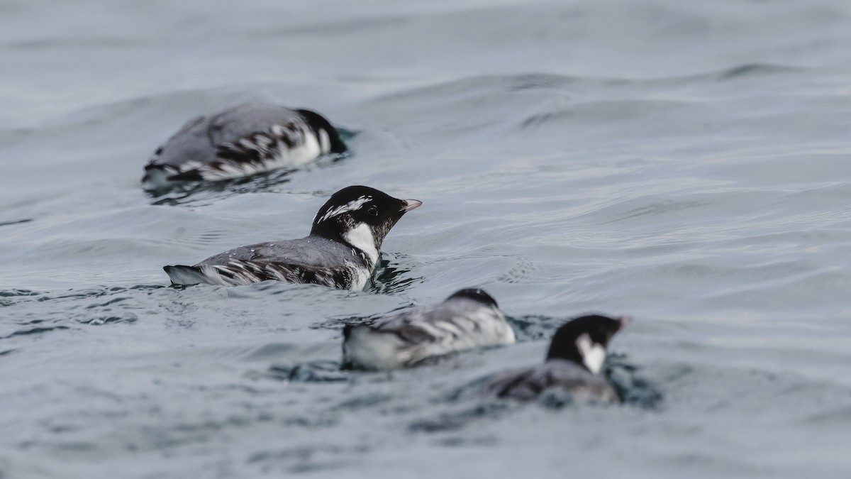 אלקית בהירת-מקור - ML649258514