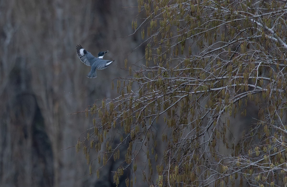 rybařík pruhoprsý - ML649258528