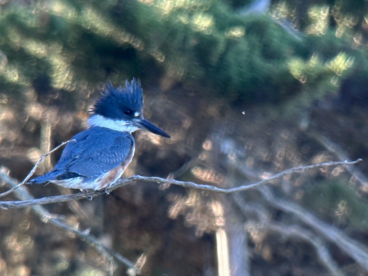 rybařík pruhoprsý - ML649258911