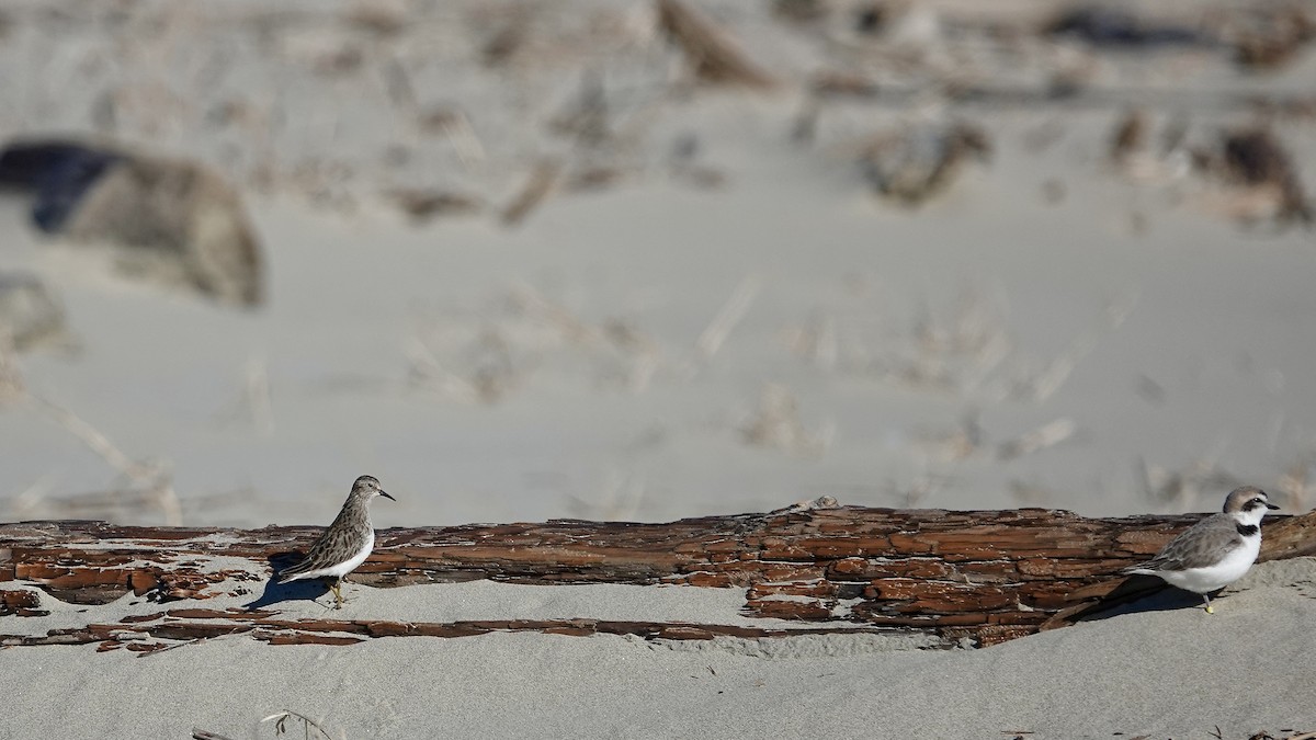 Least Sandpiper - Donna Nordstrom