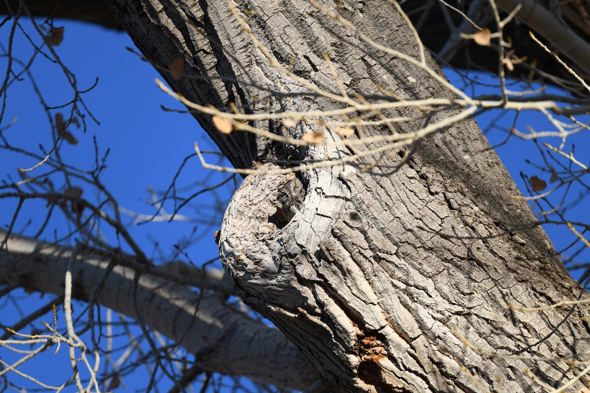 Westkreischeule - ML649259050