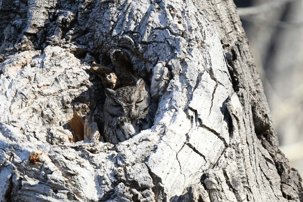 Westkreischeule - ML649259052