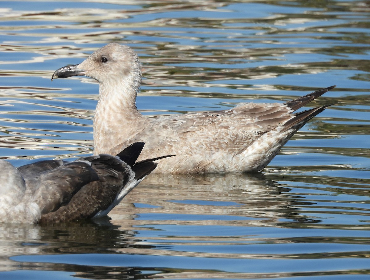 gull sp. - ML649259079