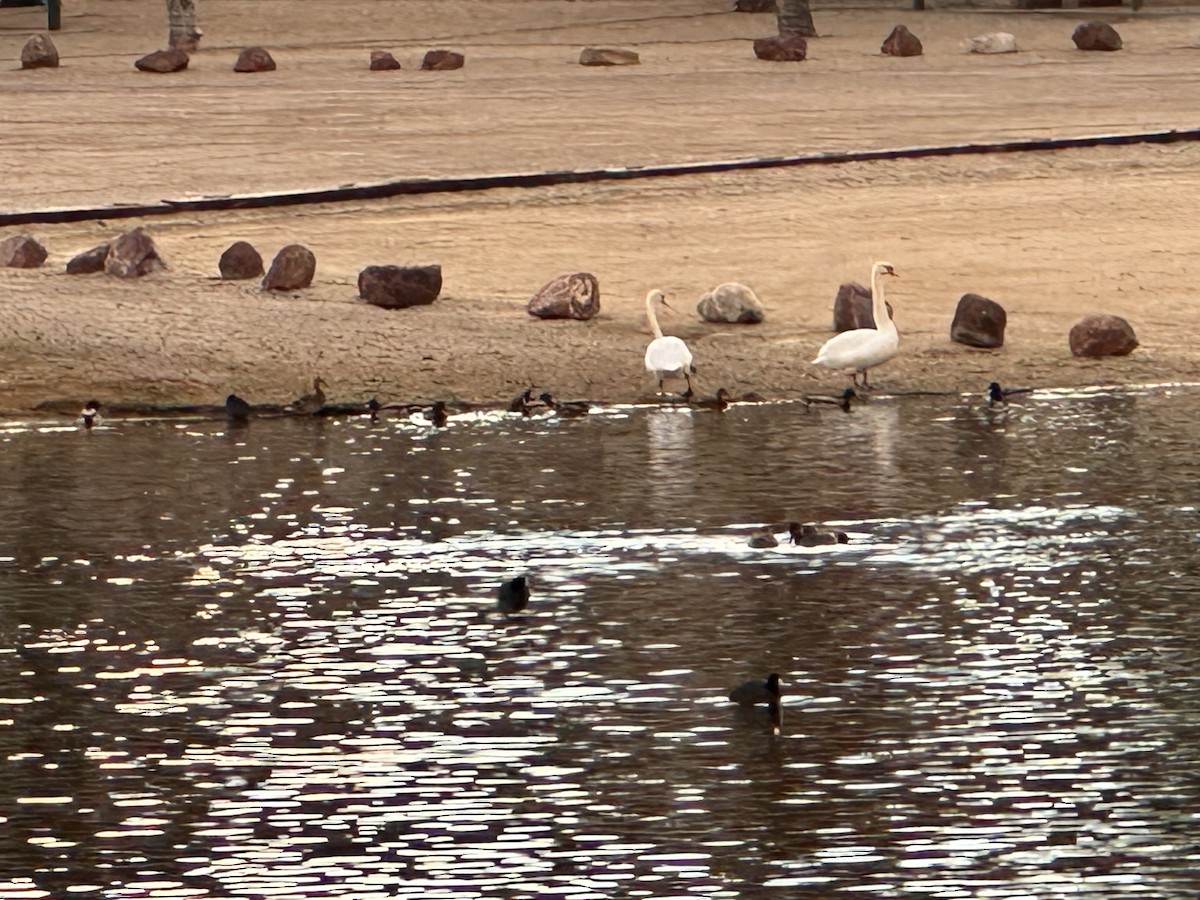 Tundra Swan - ML649259095