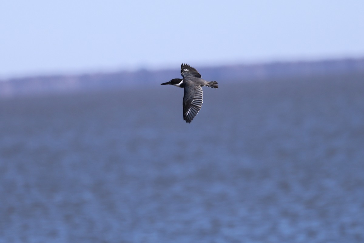 rybařík pruhoprsý - ML649259114