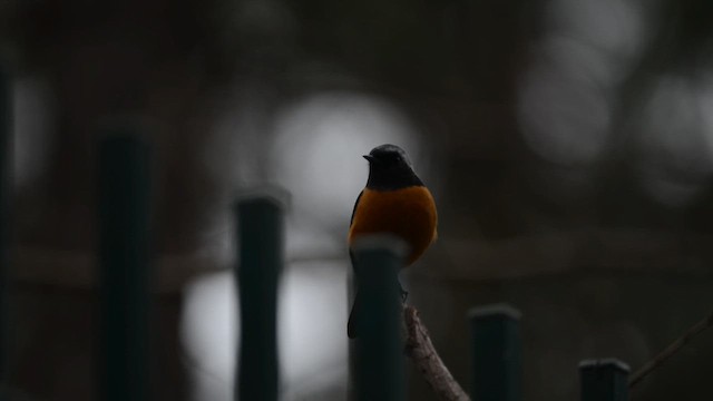 Daurian Redstart - ML649259141