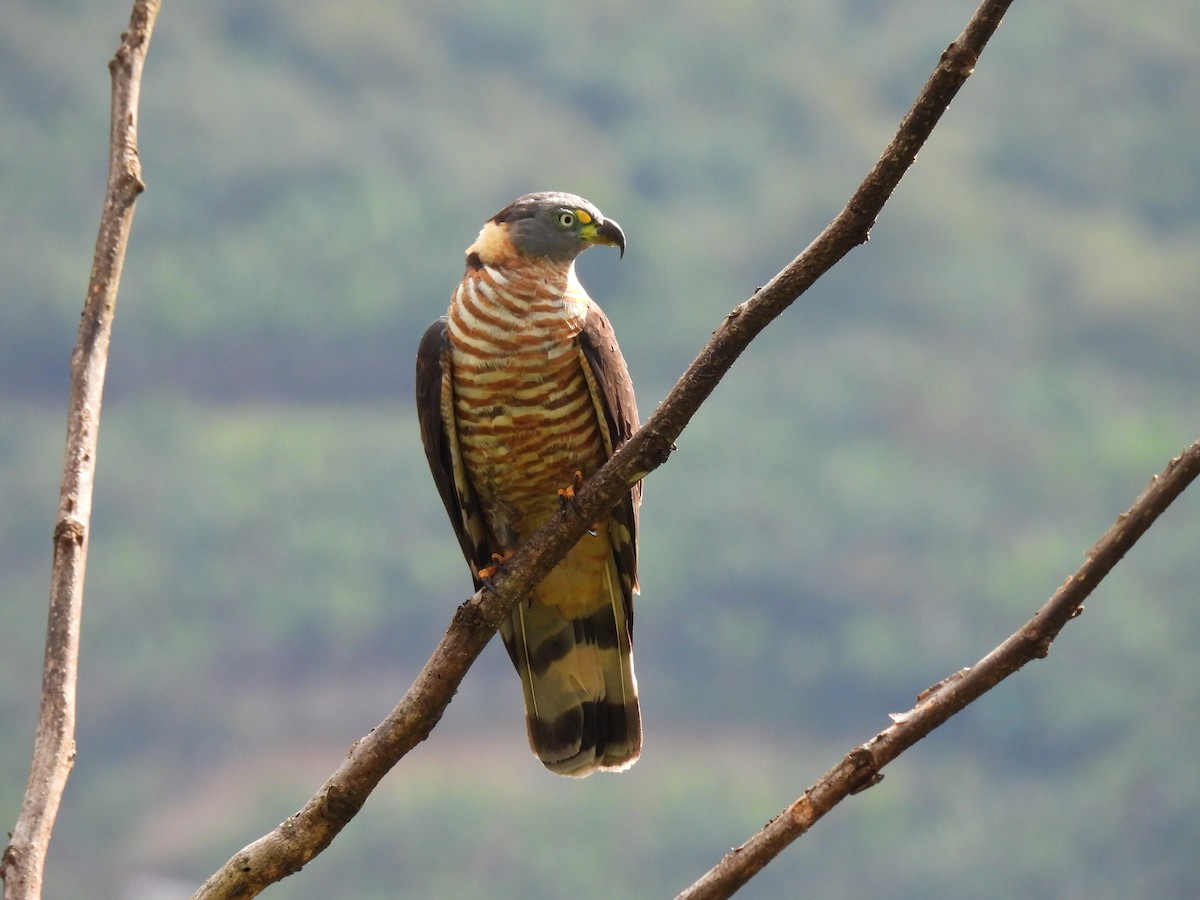 Hook-billed Kite - Alejandro Ramirez - Kamarija Birding