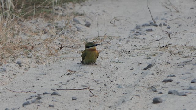 Blue-tailed Bee-eater - ML649259769