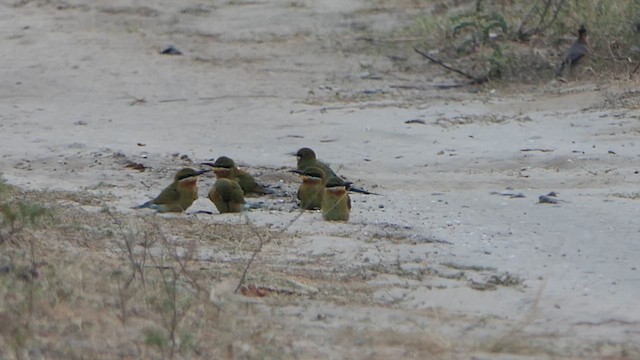 Blue-tailed Bee-eater - ML649259775
