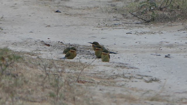 Blue-tailed Bee-eater - ML649259777