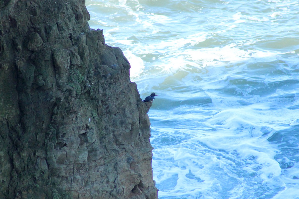 rybařík pruhoprsý - ML649259812