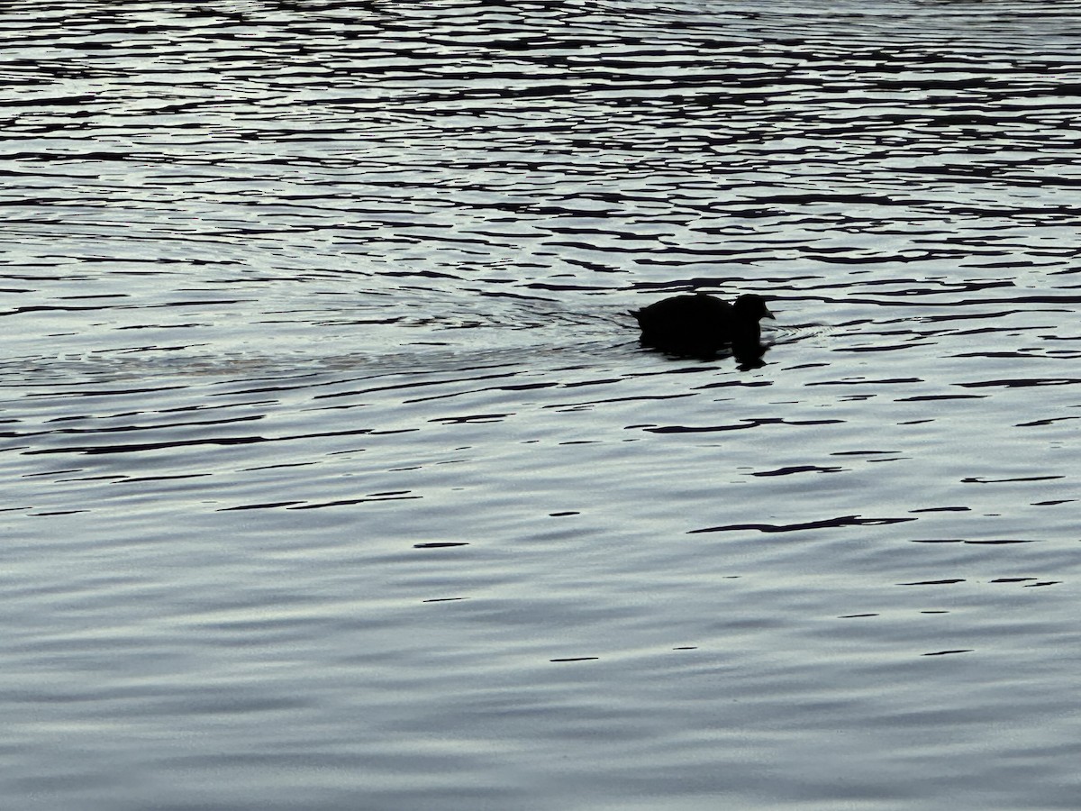 American Coot - ML649259942