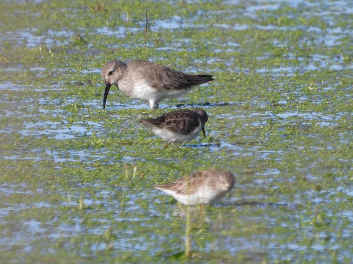 Побережник-крихітка - ML649259947