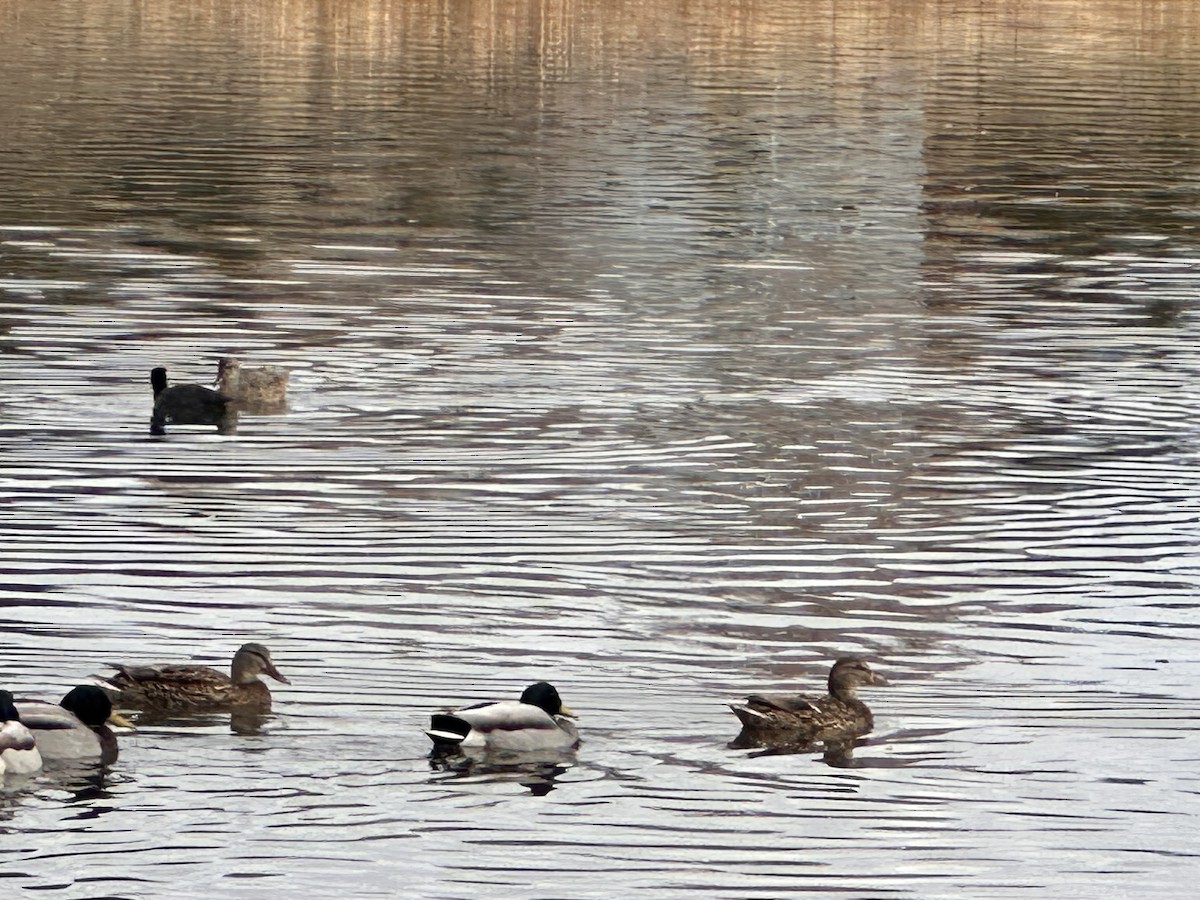 Mallard - ML649259973