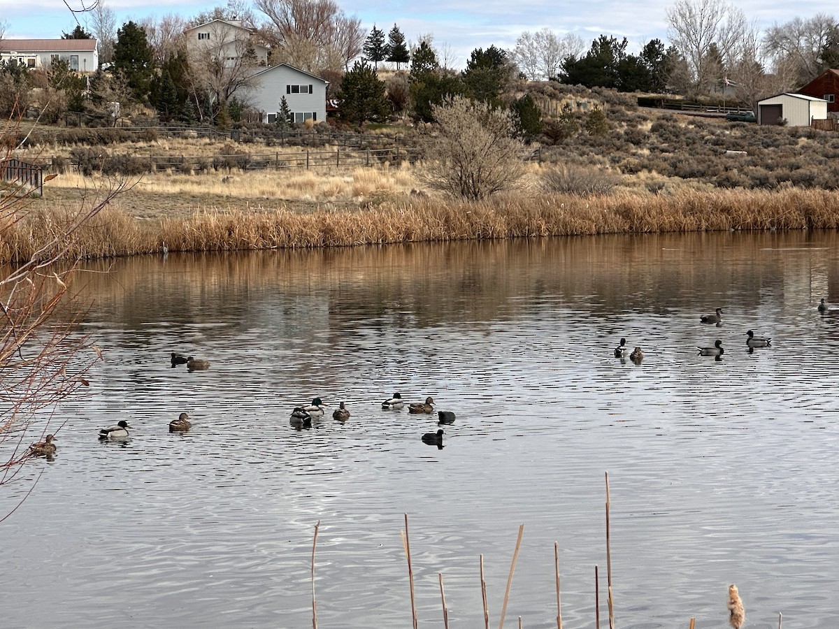 Mallard - ML649259974