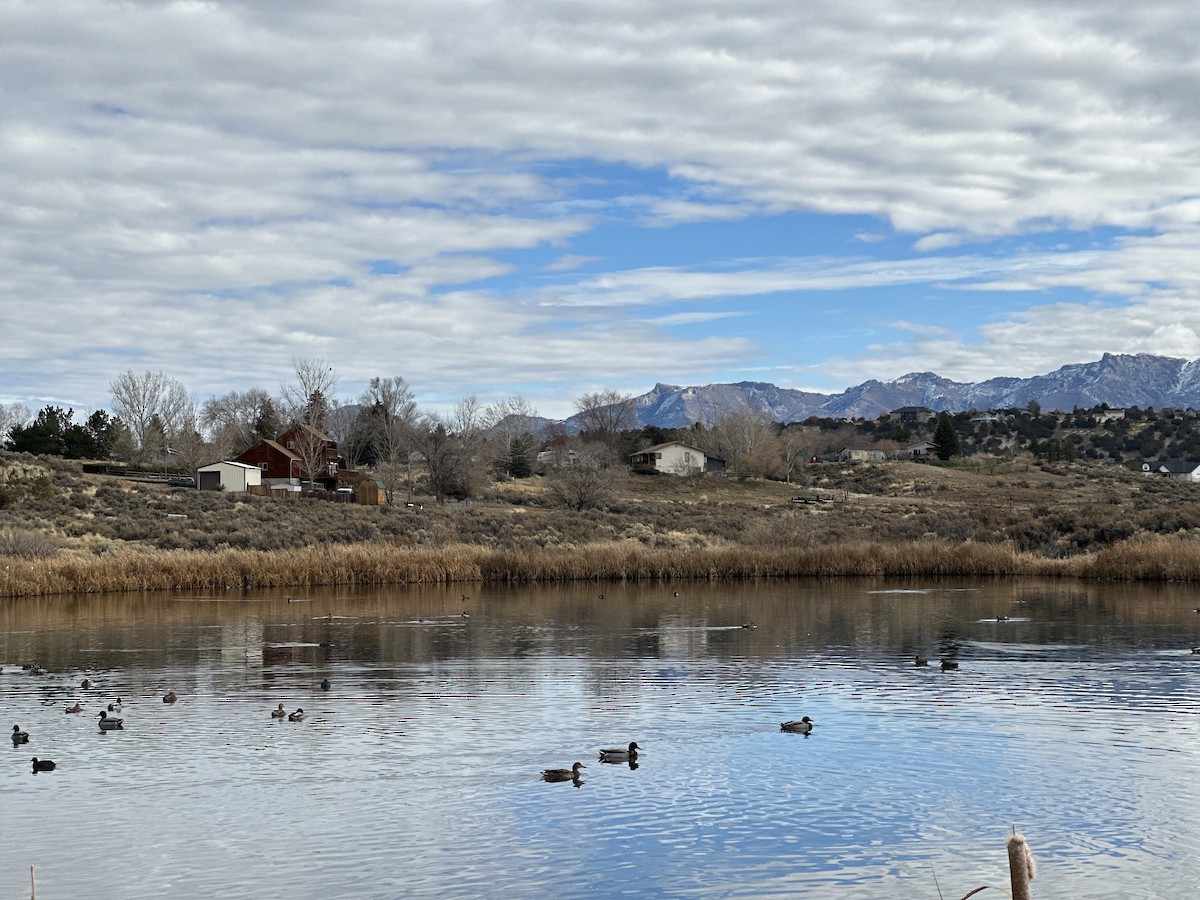 Mallard - ML649259975