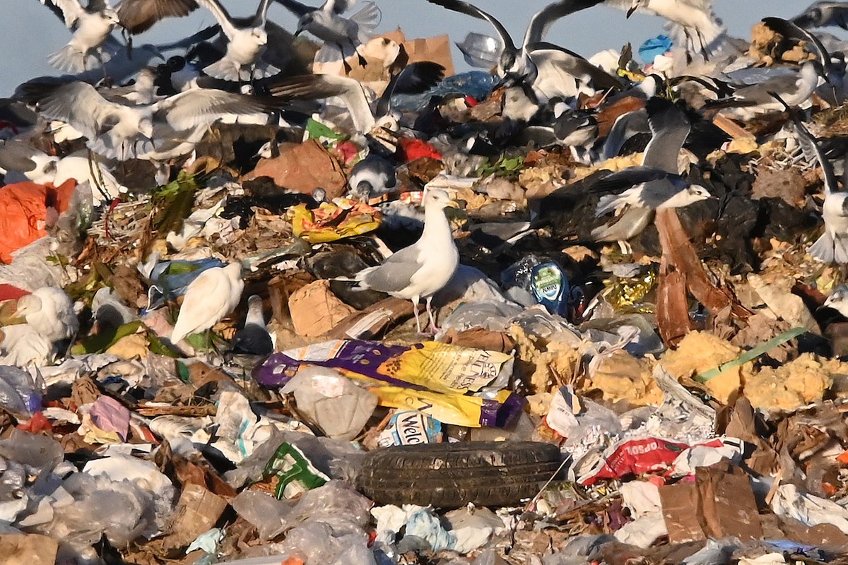 Vega Gull - ML649259997