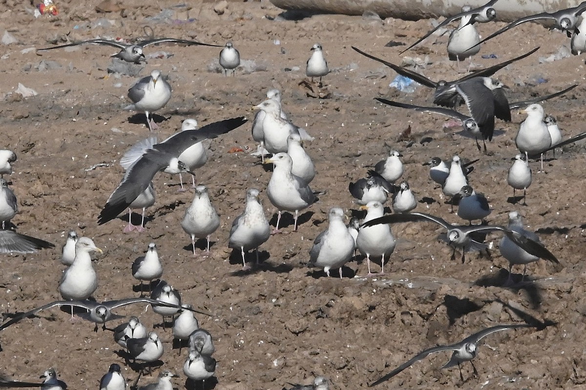 Vega Gull - ML649259998