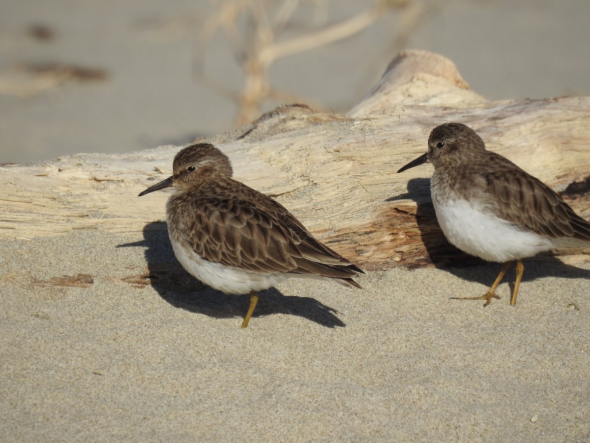 Побережник-крихітка - ML649260084