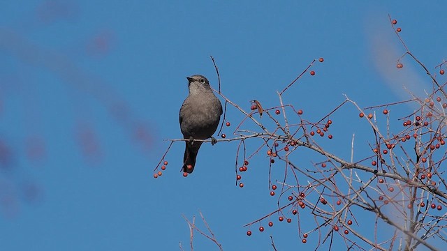 Townsend's Solitaire - ML649260087